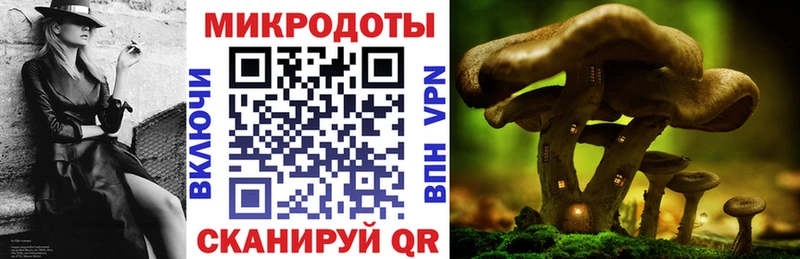 Галлюциногенные грибы Psilocybine cubensis Минусинск